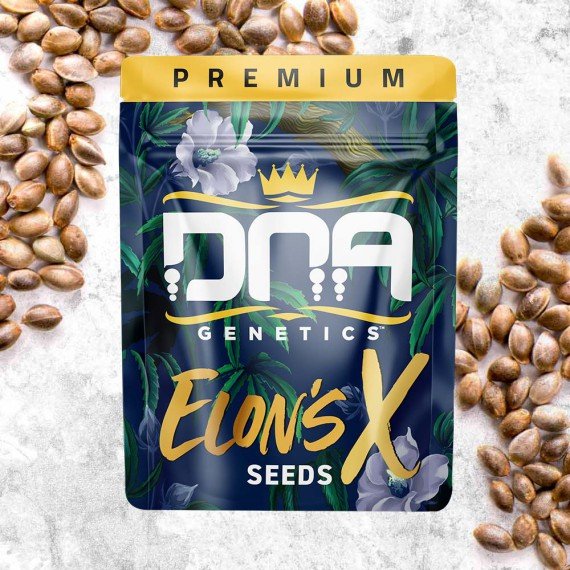 Buy Regular Weed Seed Poland Buy Weed Seed Poland. The main advantage of feminized seeds is that they guarantee the production of female plants.